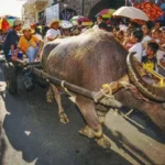 Carabao Festival Philippines