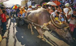 Carabao Festival Philippines