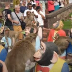 Lopburi Monkey Banquet Festival